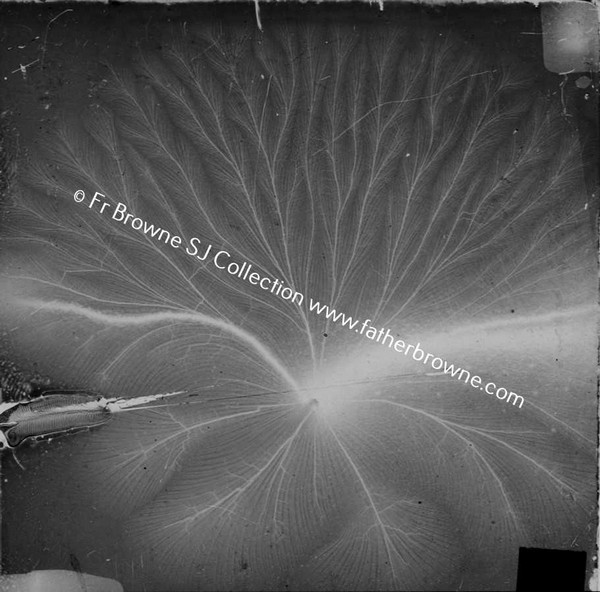 COPY NEG SCIENTIFIC DIAGRAM